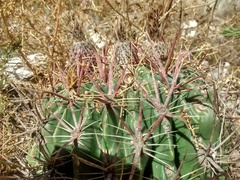 Ferocactus latispinus