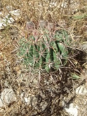 Ferocactus latispinus