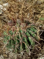 Ferocactus latispinus