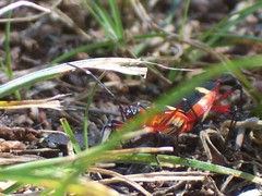 Dysdercus albofasciatus