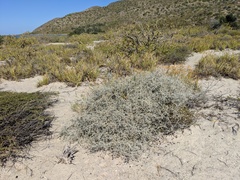 Psorothamnus emoryi arenarius