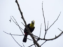 Ramphastos brevis