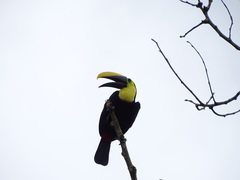 Ramphastos brevis