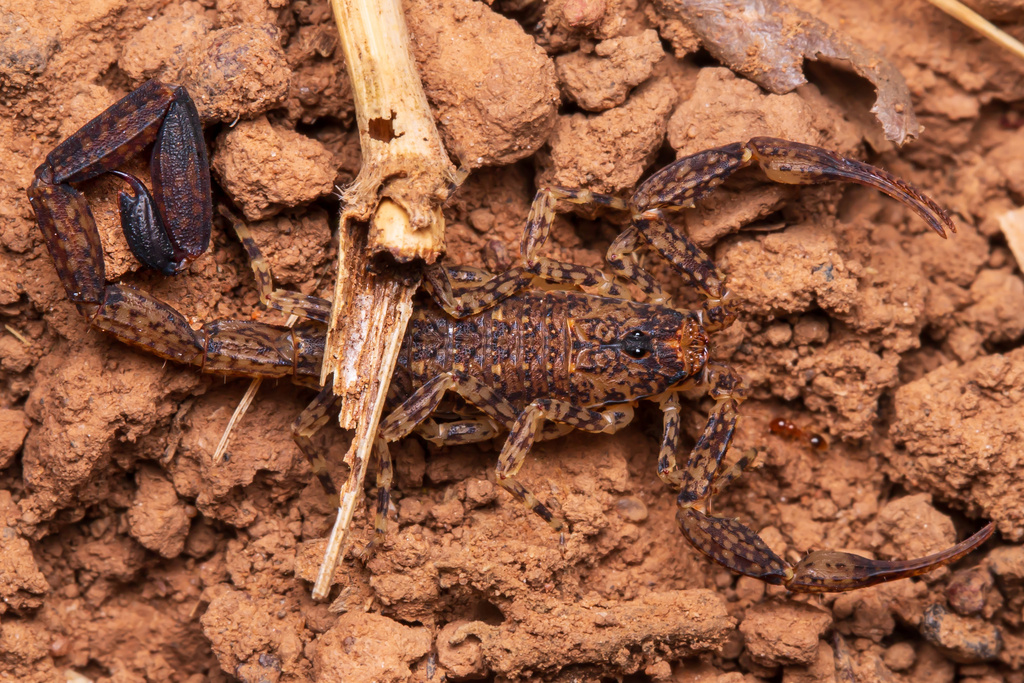 Tityus mattogrossensis