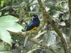 Trogon chionurus