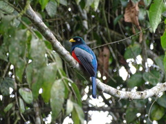 Trogon comptus