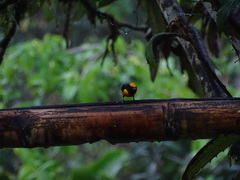 Euphonia saturata