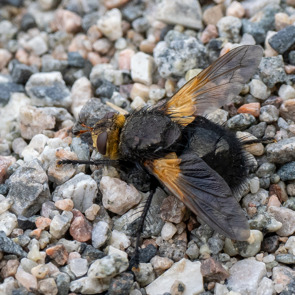 Tachina hispida