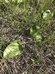 Sanicula maritima