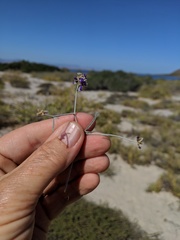 Psorothamnus emoryi arenarius