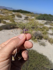 Psorothamnus emoryi arenarius