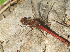 Sympetrum nigrifemur
