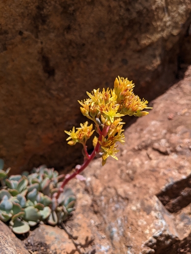 Image of Sedum kiersteadiae by (c) Kayla Sweeten, some rights reserved (CC BY)
