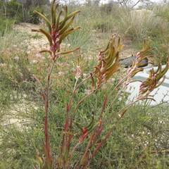 Anigozanthos manglesii