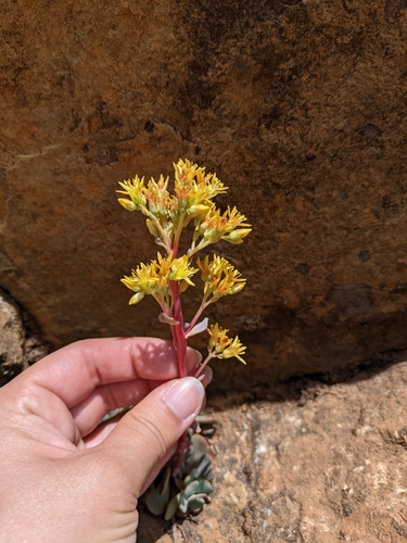 Image of Sedum kiersteadiae by (c) Kayla Sweeten, some rights reserved (CC BY)