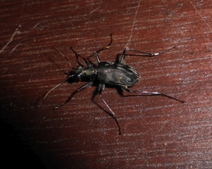 Leptognatha viridithoracica