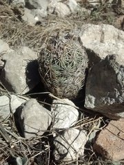 Coryphantha echinoidea