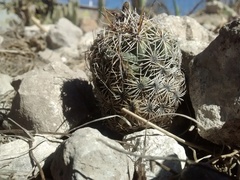 Coryphantha echinoidea