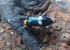 Lemodes indigacea