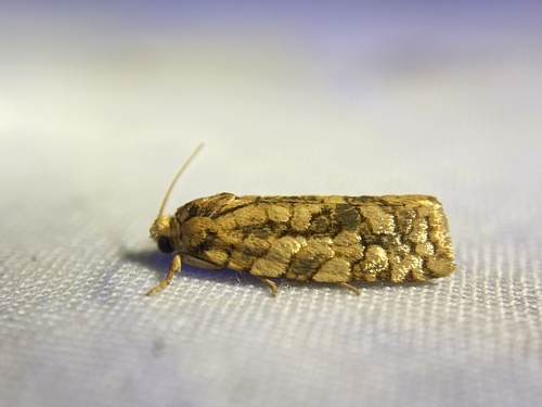 Juniper Budworm Moth photo 4