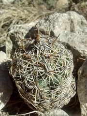 Coryphantha echinoidea