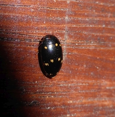 Platynectes