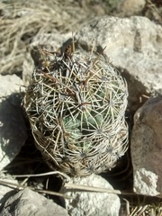 Coryphantha echinoidea
