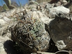 Coryphantha echinoidea