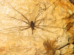 Forsteropsalis