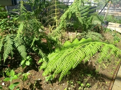 Cyathea conjugata