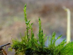 Drepanocladus