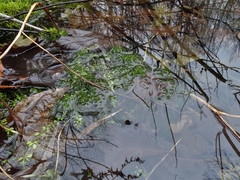 Drepanocladus
