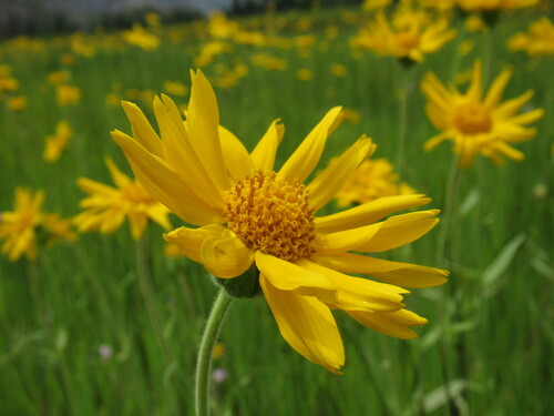 Foothill arnica (Arnica fulgens)
