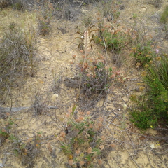 Anigozanthos manglesii