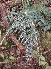 Pteris hexagona