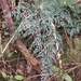 Pteris hexagona - Photo (c) Weston Testo, some rights reserved (CC BY-NC), uploaded by Weston Testo