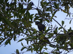 Pionus chalcopterus