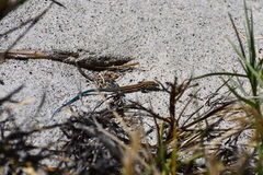 Aspidoscelis danheimae