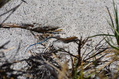 Aspidoscelis danheimae