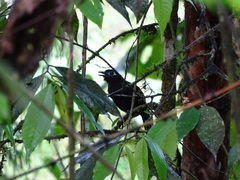Hafferia zeledoni