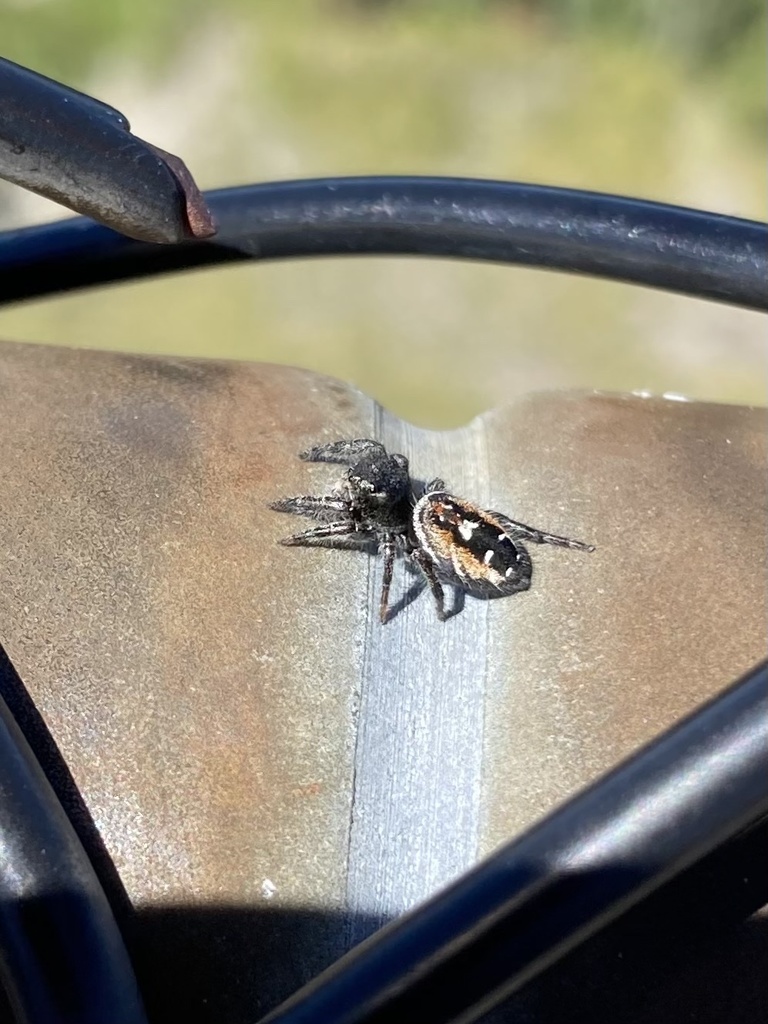 Johnson's Jumping Spider from Zigzag Ranger Station, Corbett, OR, US on