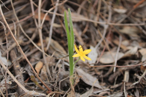 Image of Hypoxis mexicana by (c) Ricardo Betancourt Sánchez, some rights reserved (CC BY)