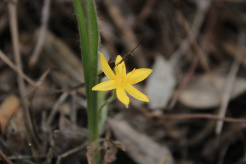 Image of Hypoxis mexicana by (c) Ricardo Betancourt Sánchez, some rights reserved (CC BY)