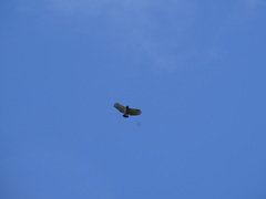 Morphnarchus princeps