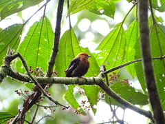 Machaeropterus deliciosus