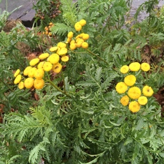 Tanacetum vulgare