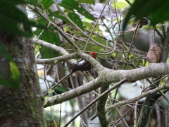 Machaeropterus deliciosus