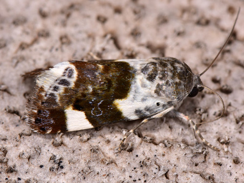 Pale Shoulder