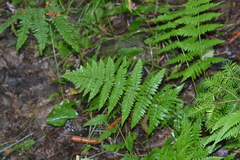 Dryopteris × triploidea