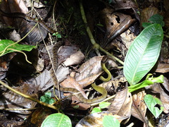 Dendrophidion clarkii